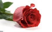rosa rossa